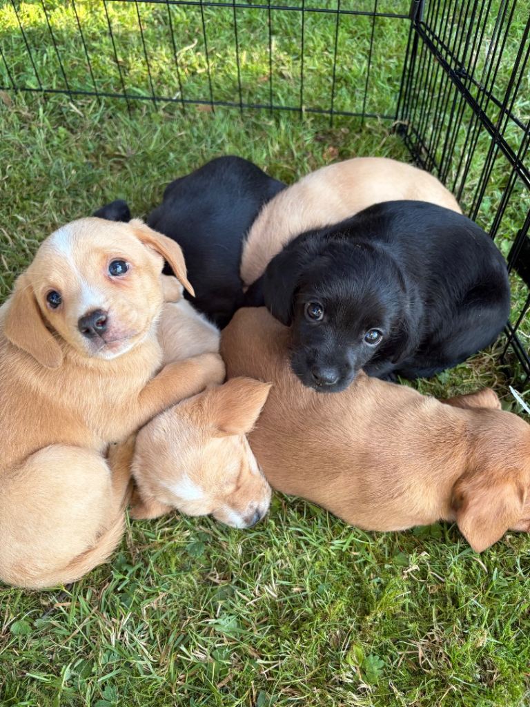 Cockapoo x Chihuahua puppies
