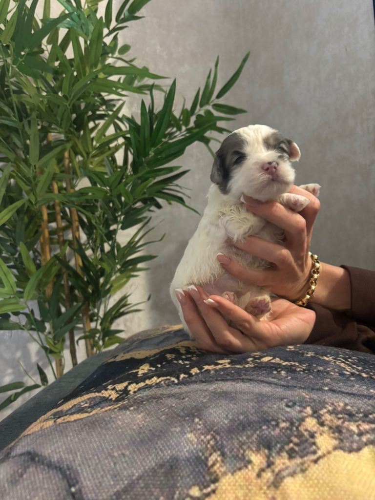 Shih tzu X miniature poodle 