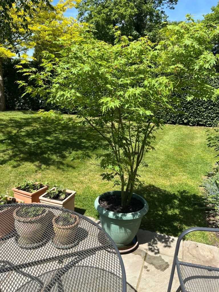 Large Acer Palmatum