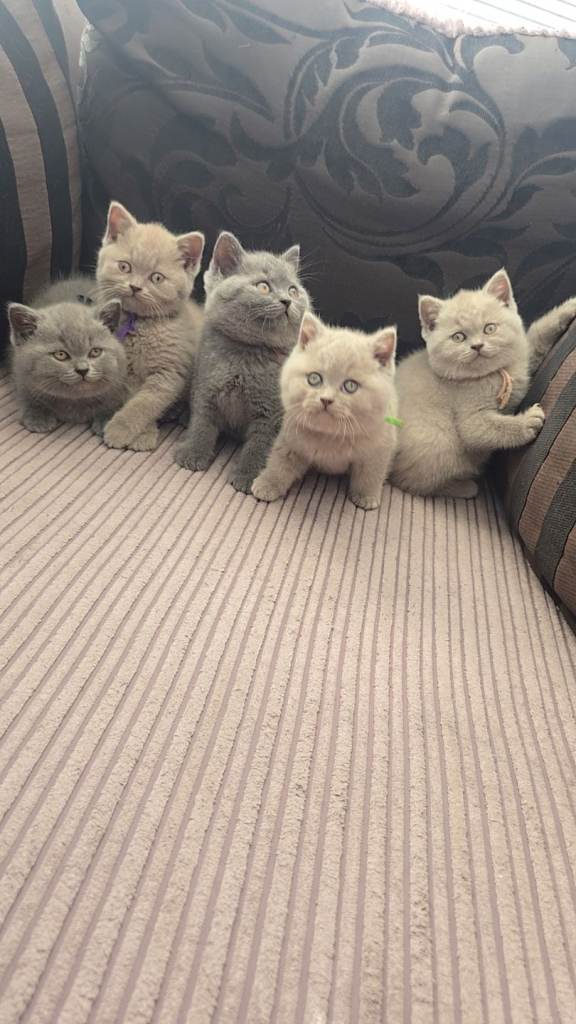 5 Pedigree British Shorthair kittens - champion bloodlines 