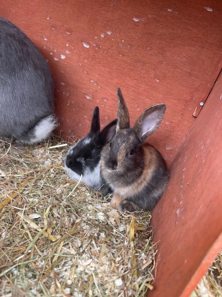 cute little bunnies are looking for a new home