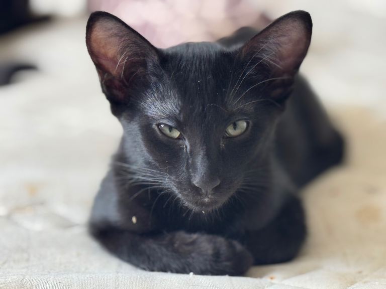 Oriental kittens for sale (4 ready to go)