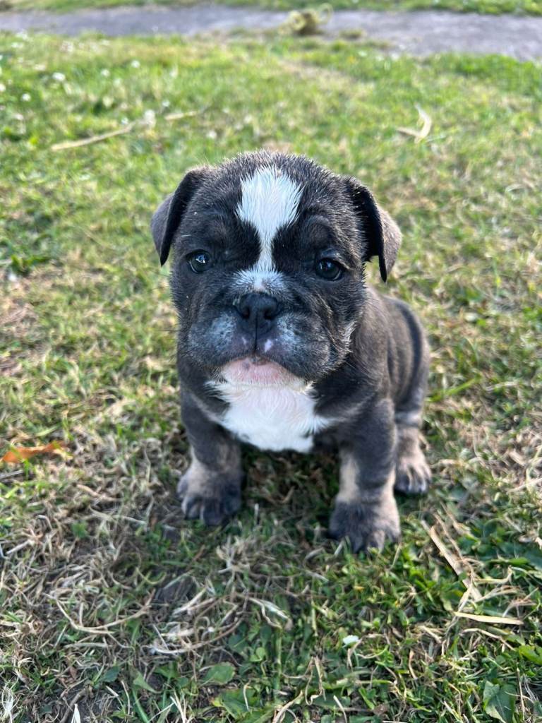 French British bulldog
