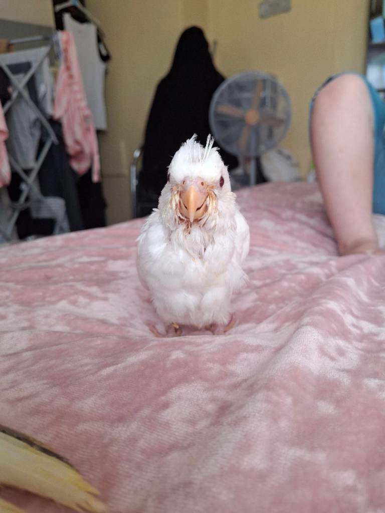 Lovely baby hand feed cockatiels 