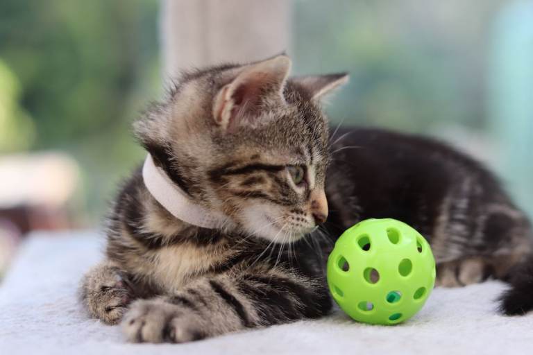  Lovely Kittens Ready for Collection