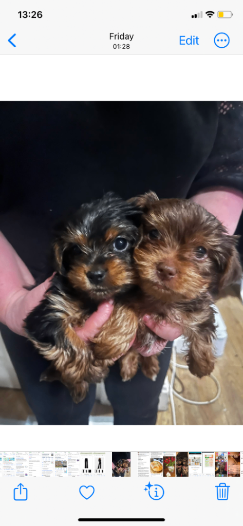Yorkshire terrier puppies for sale 
