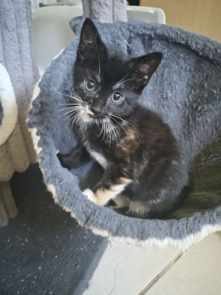 Kittens looking for a forever home 
