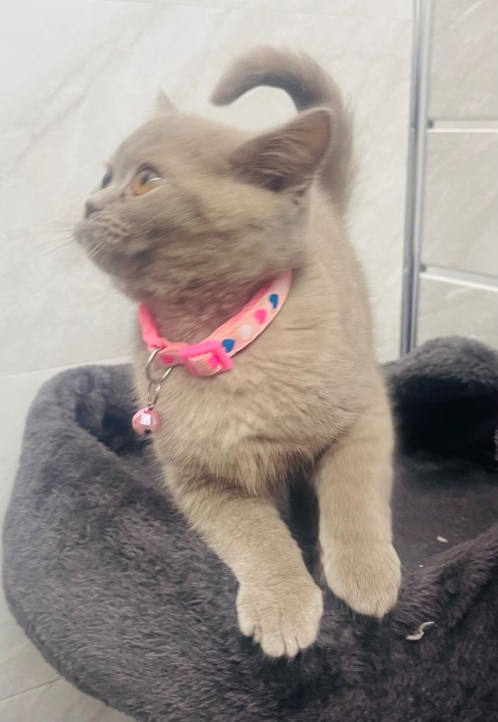 LAST RARE Fawn Lilac British Shorthair Kitten 10 Weeks Old!