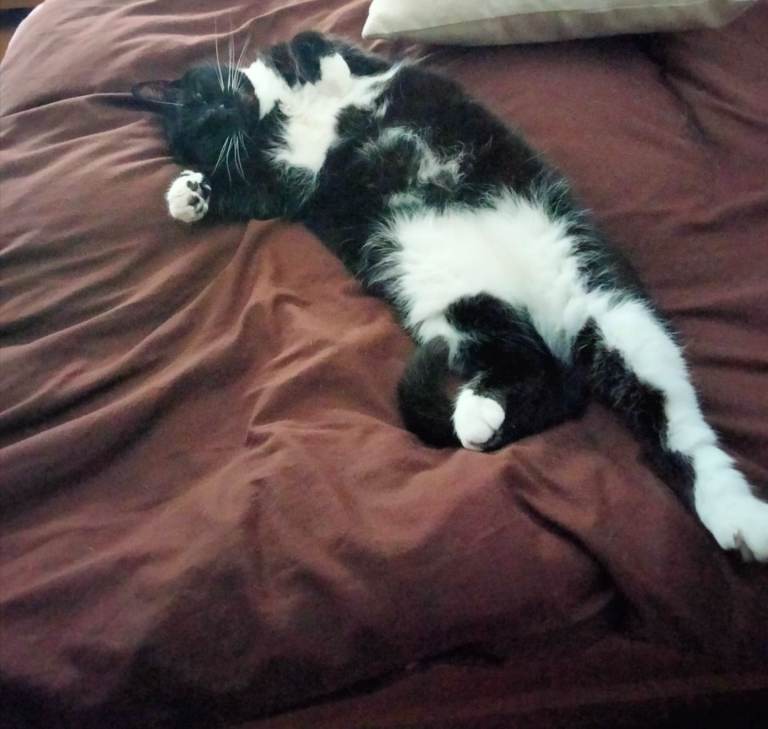 Tuxedo Male ( double clip for full view)