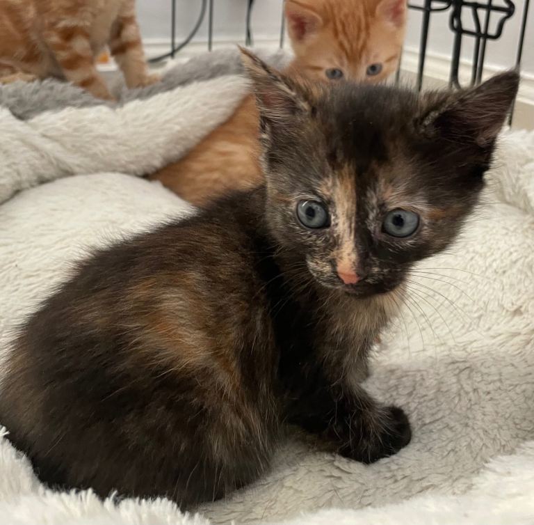 1 girl kitten  for sale 