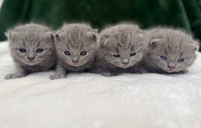 Beautiful British short hair kittens 