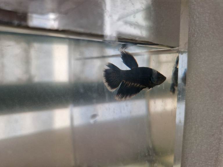 Red Tail Rainbow Fish, Siamese fighting fish (Betta) £5 Each - Full Setup Available