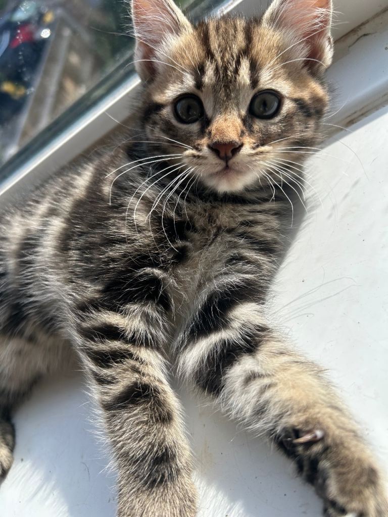 5 Half Bengal kittens – boys & girls 🐱