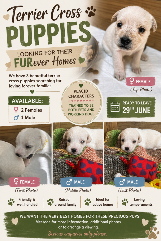 Terrier Mix Puppies