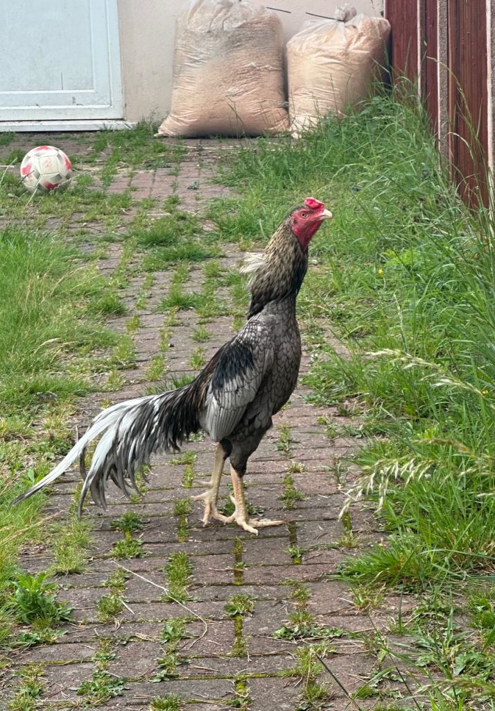 Brazilian Shamo