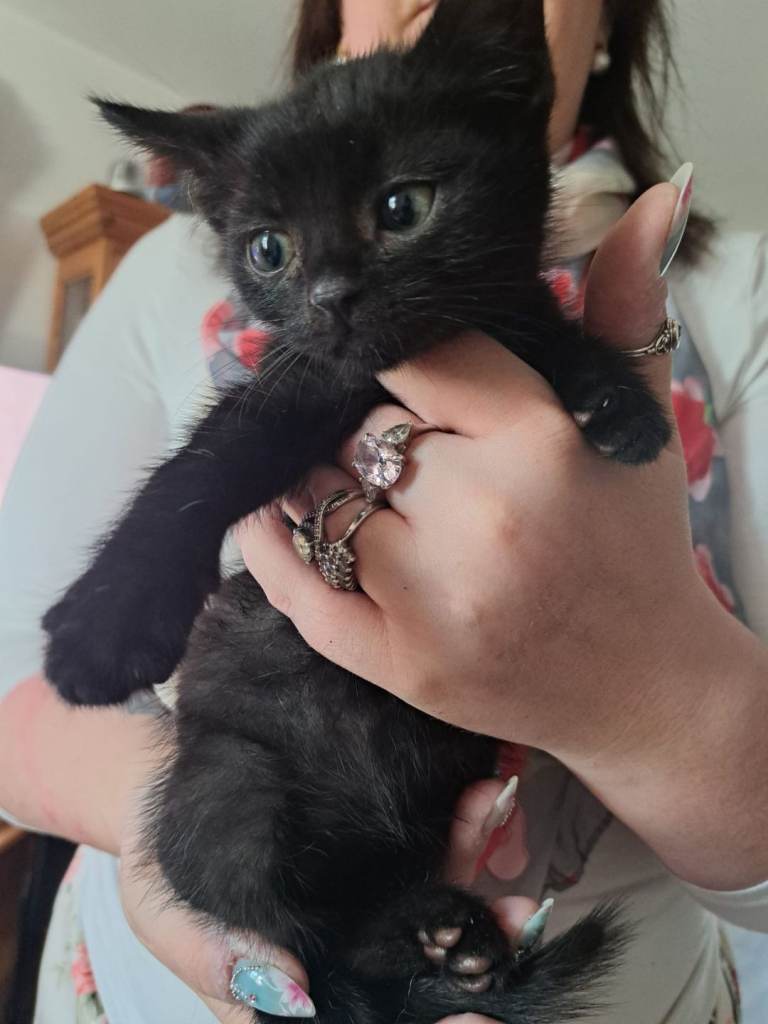 10 week old kittens