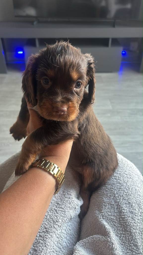 Cocker spaniel 