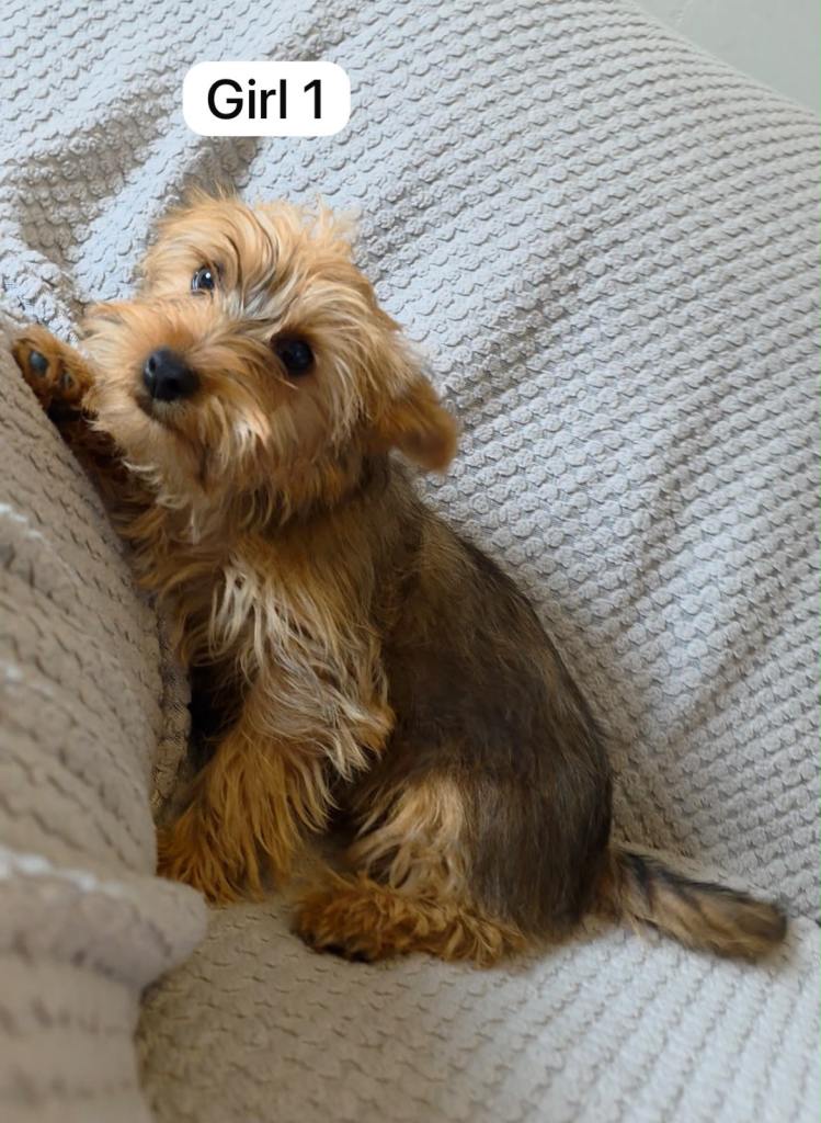 Yorkshire Terrier x Pomeranian Puppies