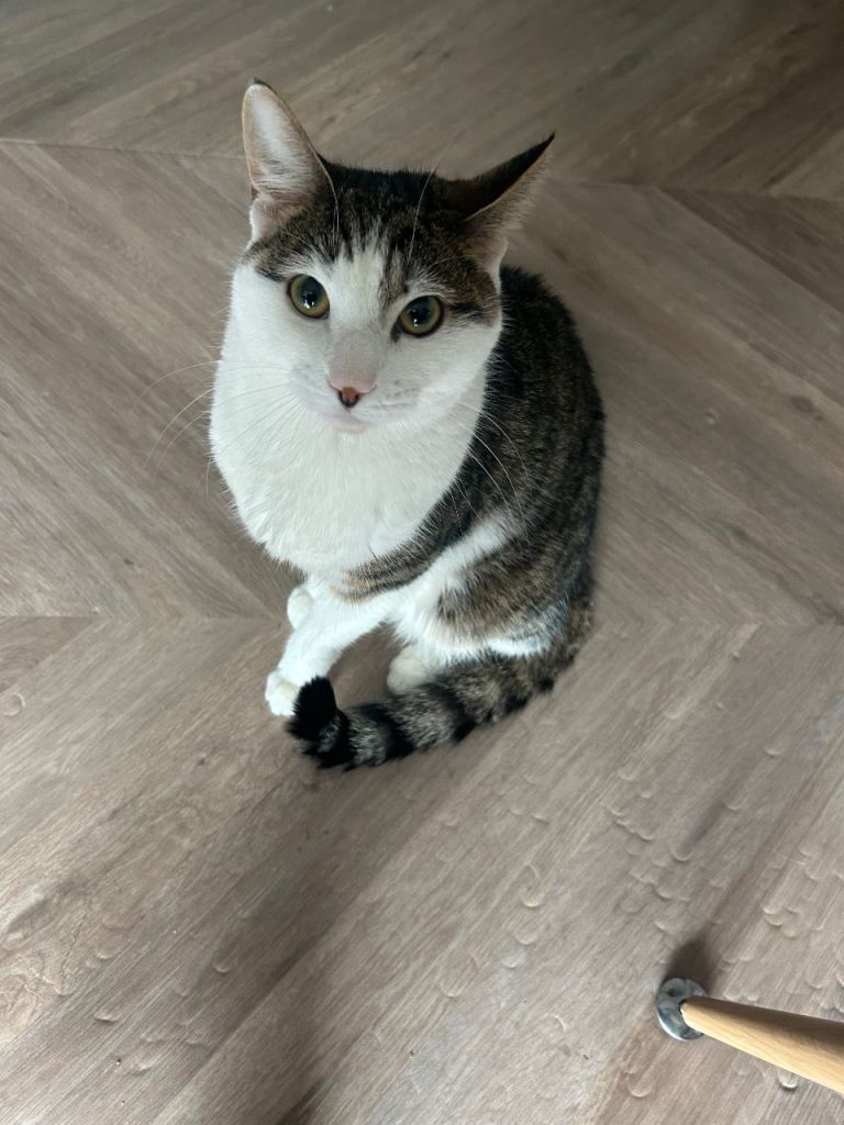 Cat for sale