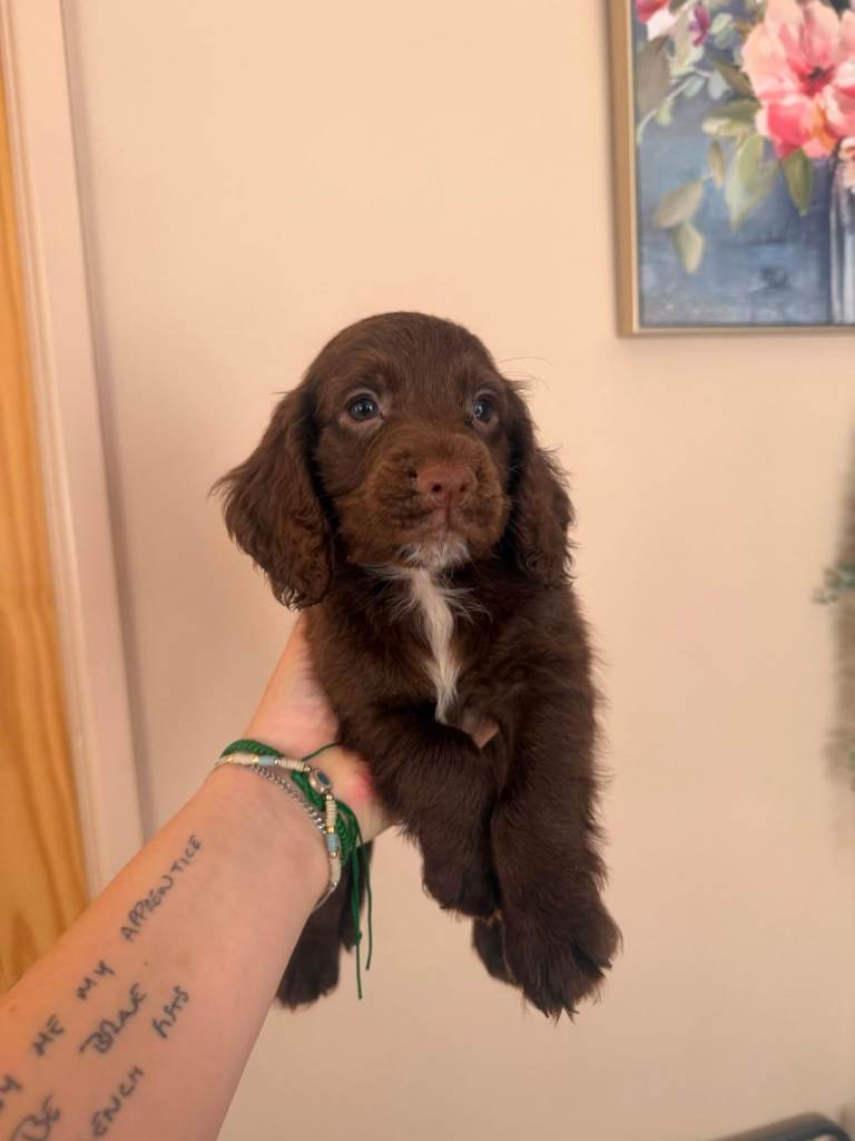 Cocker spaniel puppies 