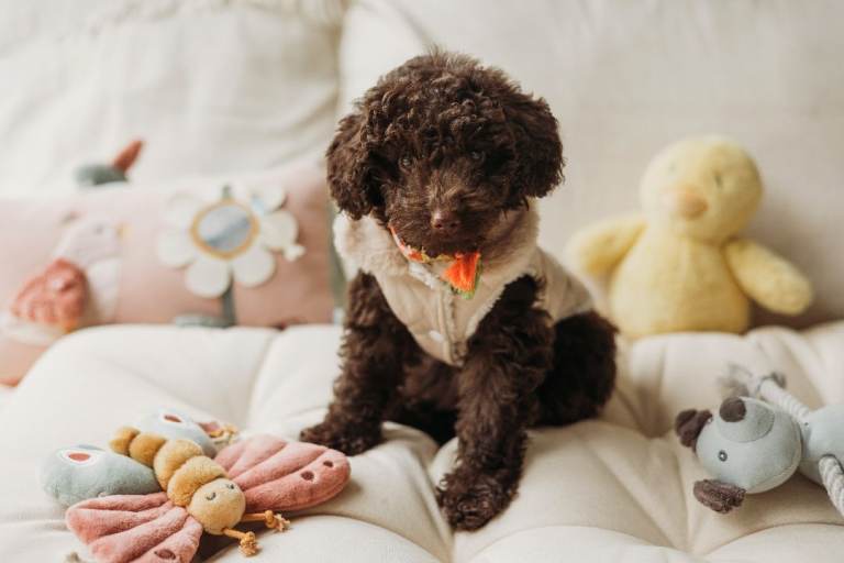 KC Toy Poodle girl chocolate