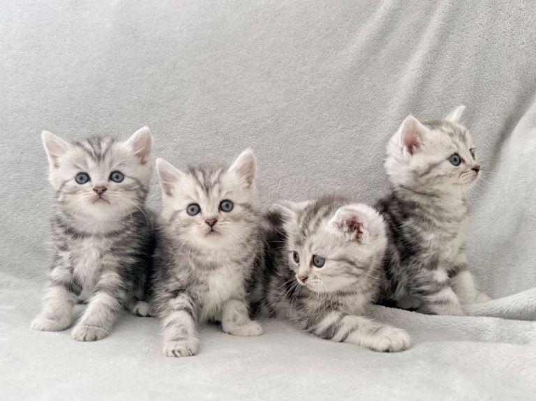 Gorgeous chinchilla Persian x Maine coon kittens 