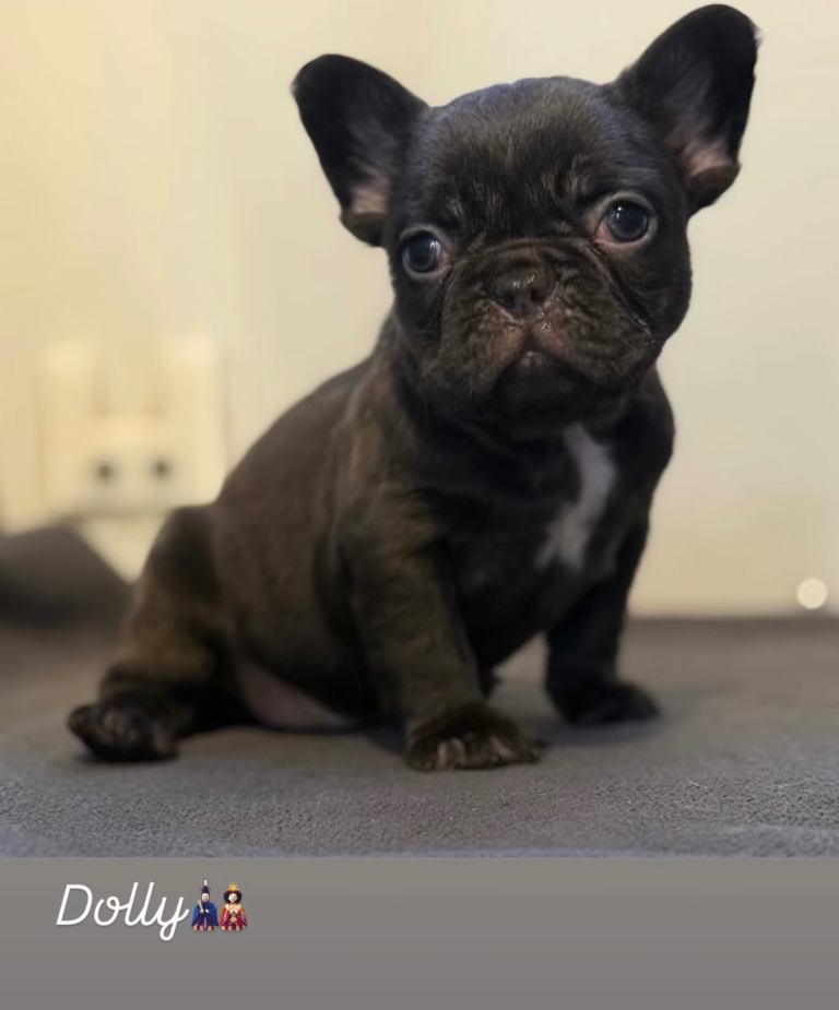 KC REGISTERED FRENCH BULLDOGS