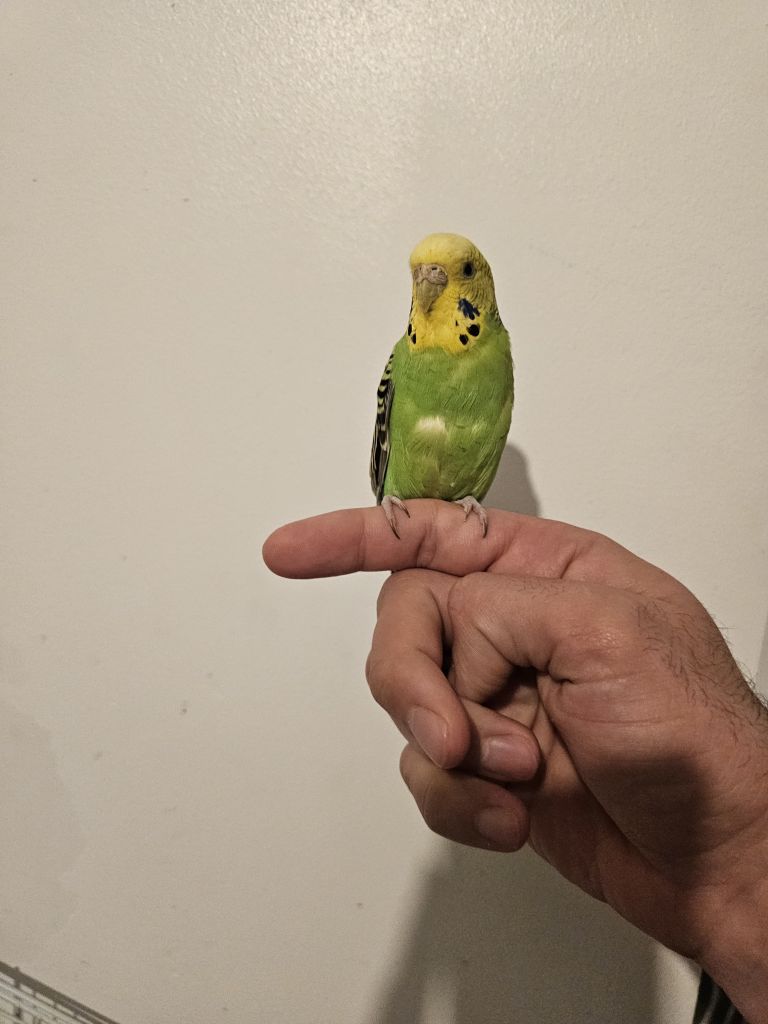 Budgies 2 Male budgies for sale both for £50