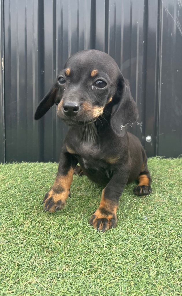 Adorable Dachshund Puppies Looking for Loving Homes