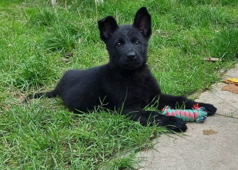 German Shepherd Puppies 