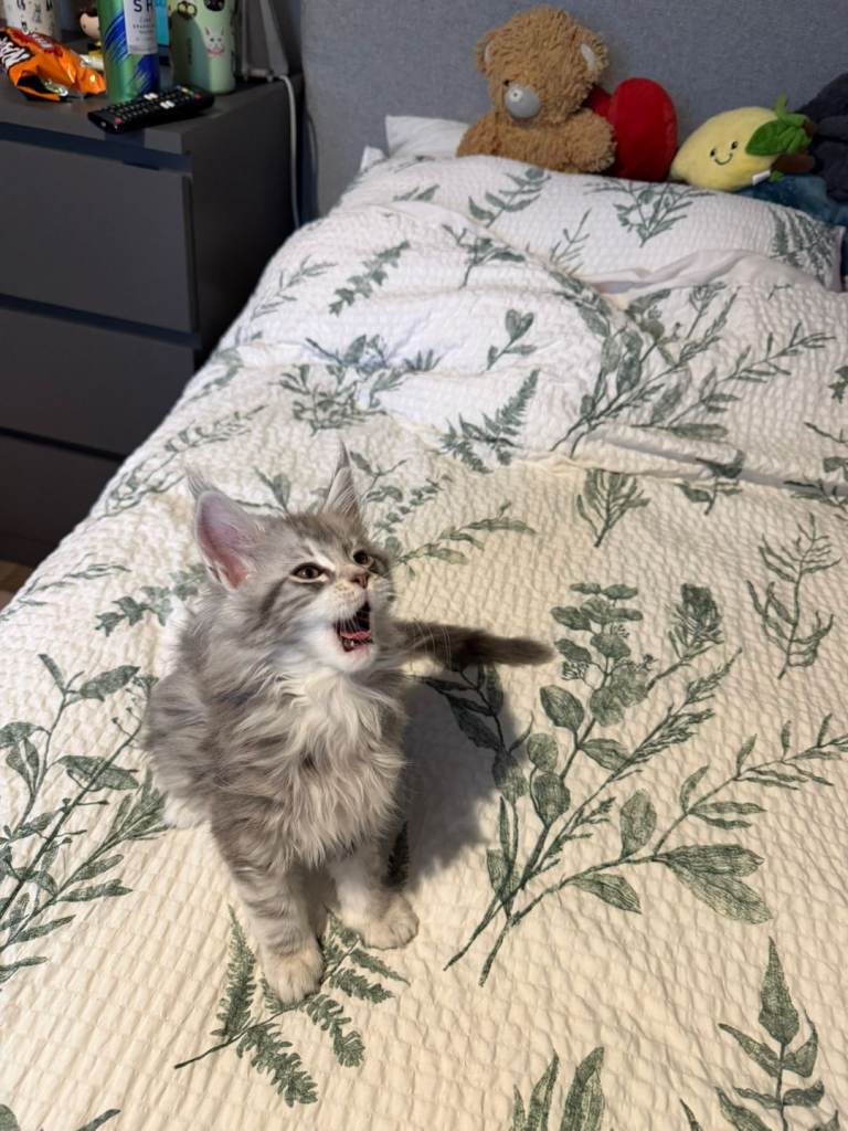Purebred Maine Coon Kittens