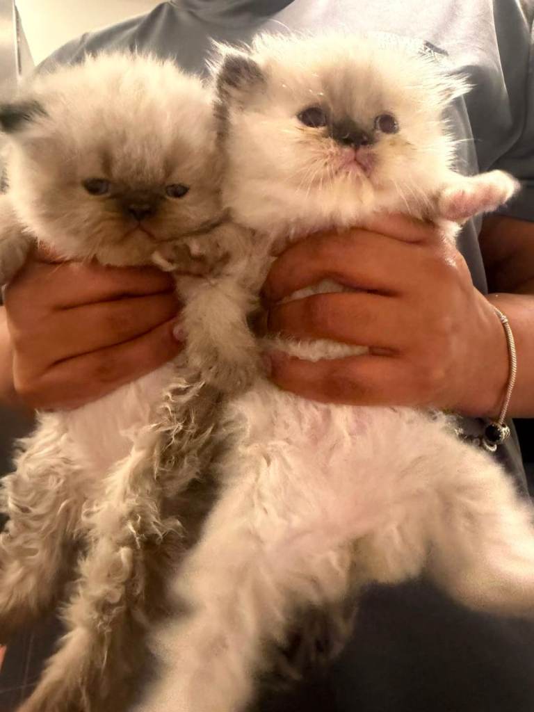 Rare blue eyes silver persian 