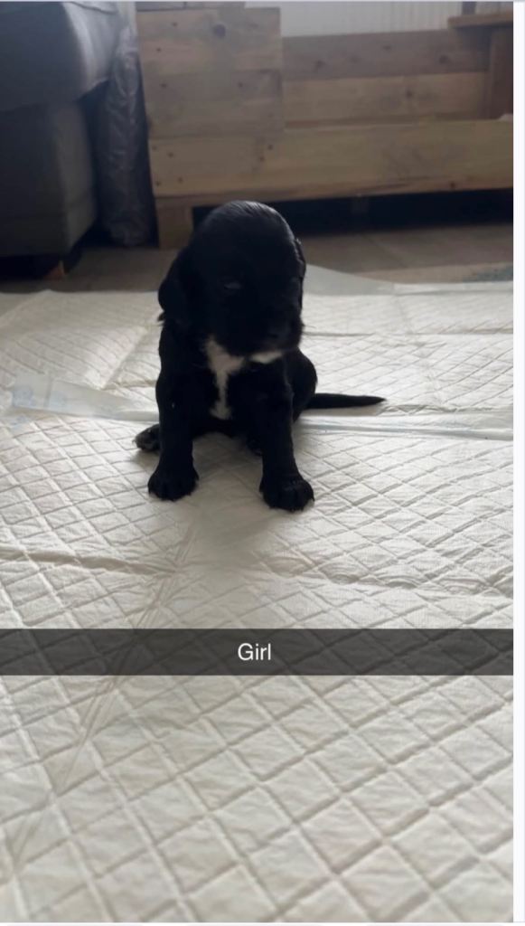 Cocker spaniel puppies