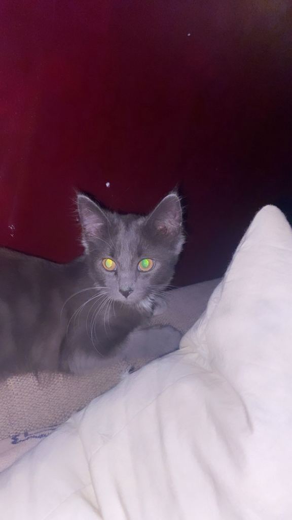 🥇VERY. Rare kitten breed beautiful little girl🎀🦁