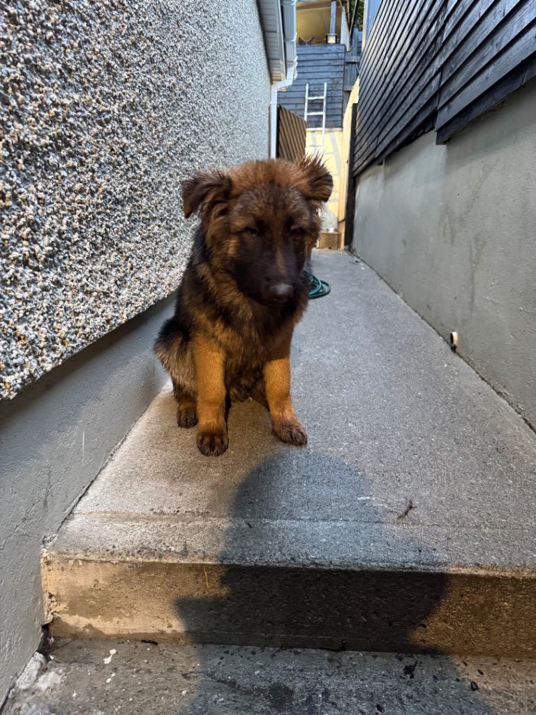 German shepherd pup