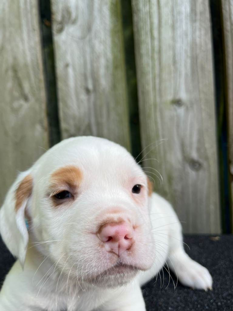 Puppies 