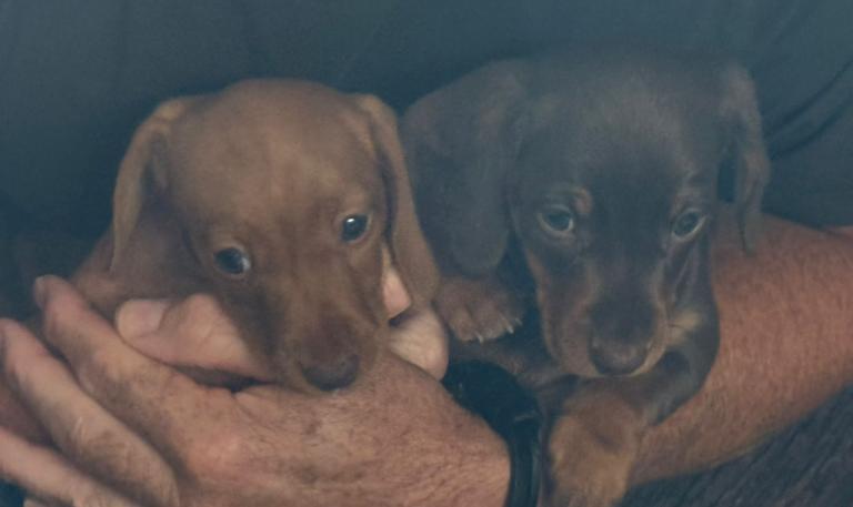 Miniature dachshunds - ready to go!