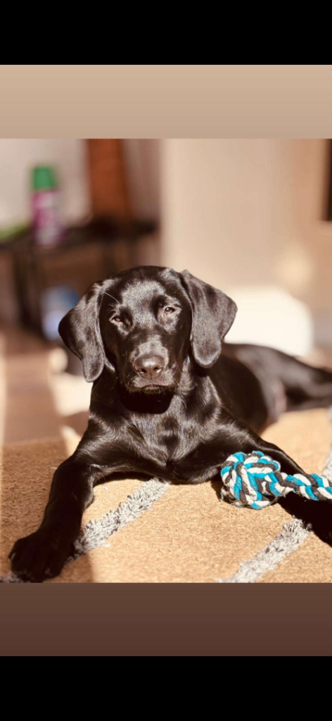 Black Labrador 