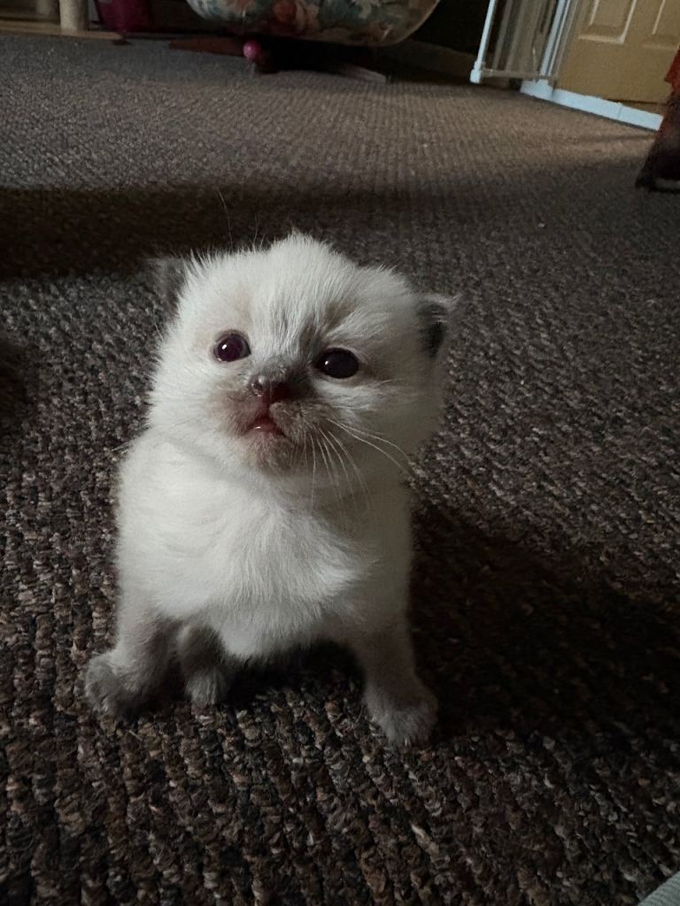 ragdoll kitten