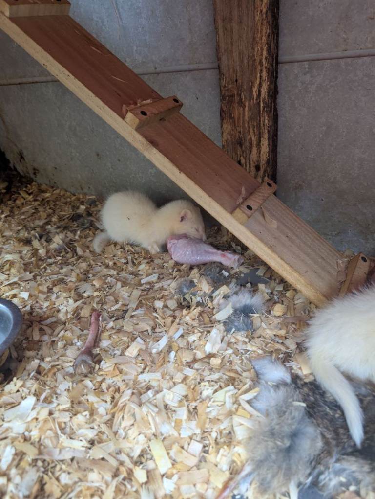 White hob Ferret 