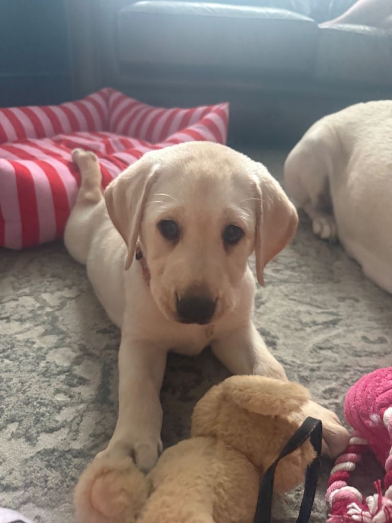 Pedigree KC registered one girl left 8 weeks old
