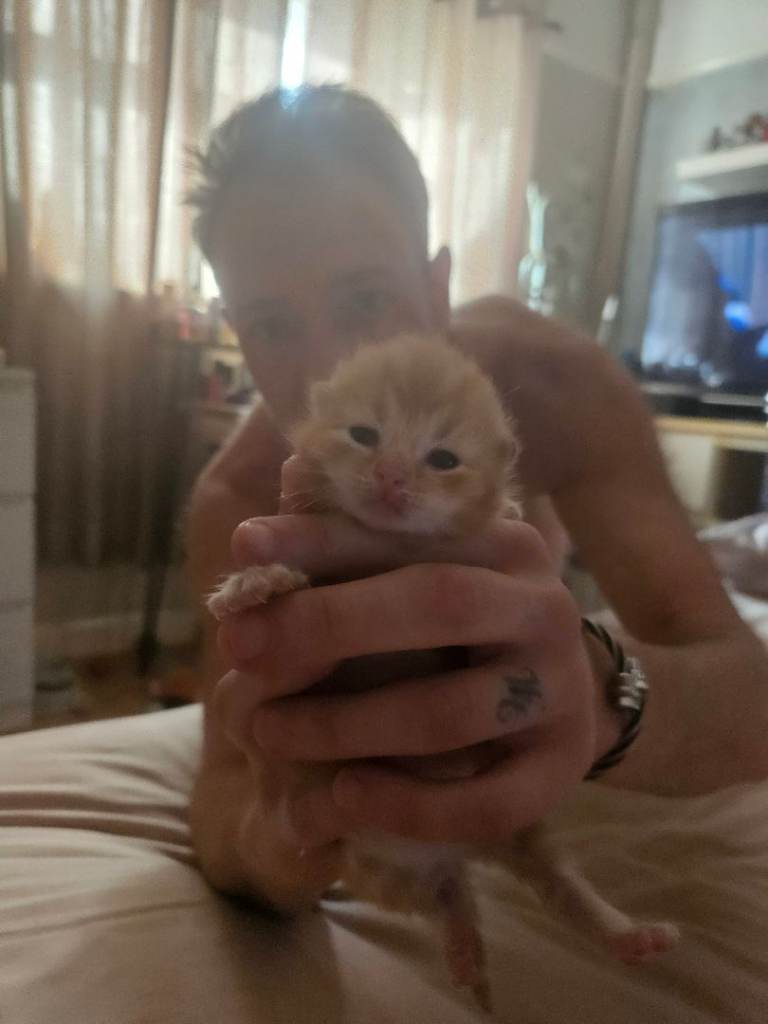Kittens for rehoming 