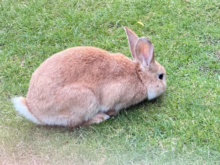 Golden palomino male rabbit 