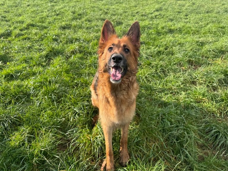 German shepherd puppies 
