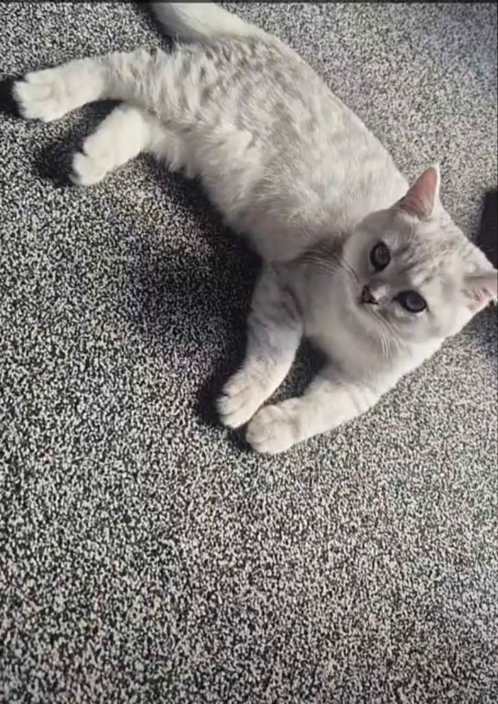 British Short Hair Kitten - 5 Months