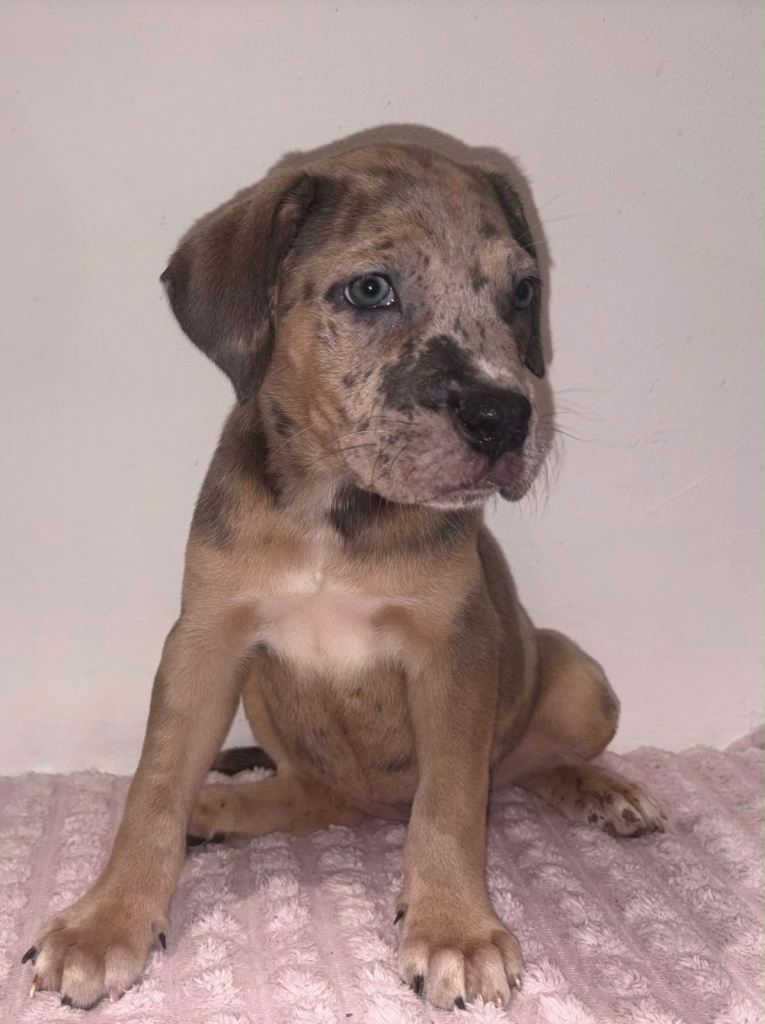 Mixed breed puppies