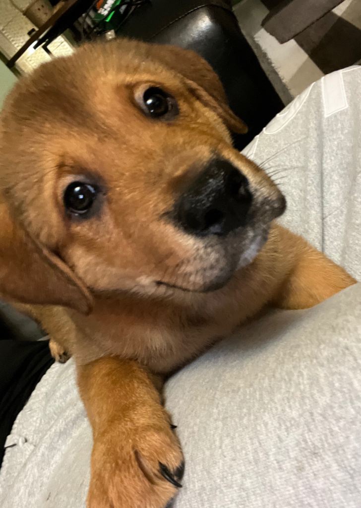 Puppy Rottweiler x American Akita  