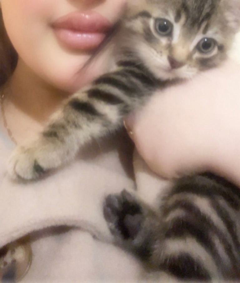 Tabby kitten for sale 