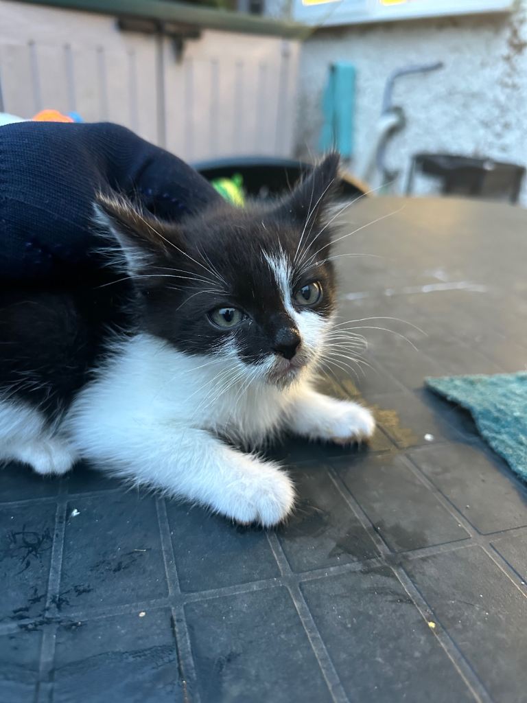 Kitten male for sale £80