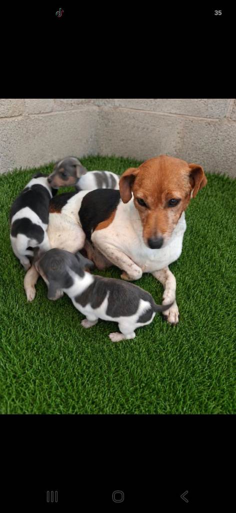 Blue tri jack russell puppies 
